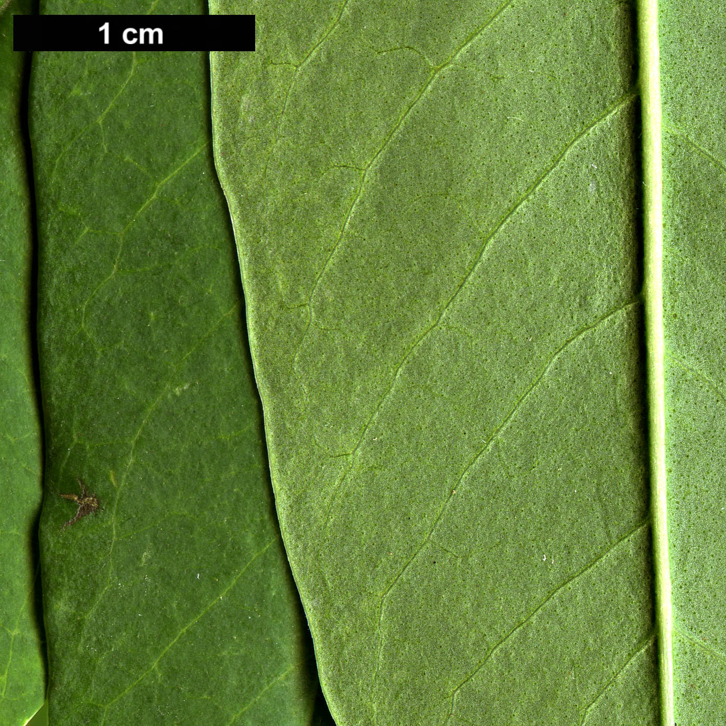 High resolution image: Family: Oleaceae - Genus: Ligustrum - Taxon: compactum 